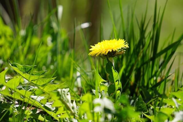 Body Detoxifying Herbs Can Do Wonder-Wellness Cleanse