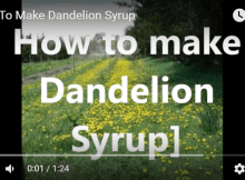 Dandelion Syrup Recipe And Application Examples